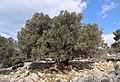 2000 Jahre alter Olivenbaum (Olea europaea) im Naturreservat Olive-Gardens in Lun