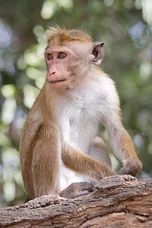 Wild Macaca sinica in Yala Naitional Park, Sri Lanka