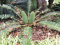 Macrozamia fawcettii 01.jpg