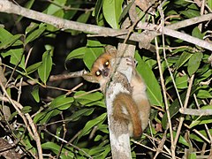 Description de l'image Madame Berthe's Mouse Lemur.jpg.