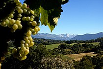 Le vignoble de Jurançon à Lasseubetat