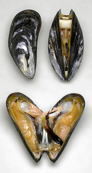 Marine blue mussel, Mytilus edulis, showing so...