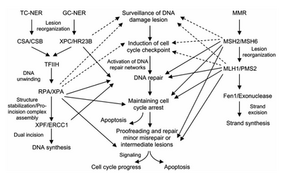 DNA excision pathways work in tandem to repair DNA damage. Unrepaired damage or malfunctioning proteins associated with excision repair could lead to unregulated cell growth and cancer. Mismatch repair and nucleotide excision repair diagram.png