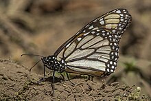 D. p. plexippus
Piedra Herrada, Mexico Monarch (Danaus plexippus plexippus) underside Piedra Herrada.jpg