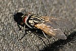 Miniatura per Musca domestica