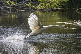 Un cygne s'envolant d'un lac à Wolvercote près d'Oxford.