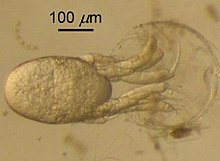 Nauplius Hatching.jpg