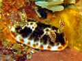 Chromodoris mandapamensis