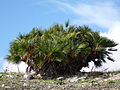 Palma nana (Chamaerops humilis), a Segesta