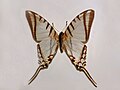 Miniatura para Protographium agesilaus