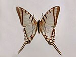 Papilionidae - Protographium Ageilaus.JPG