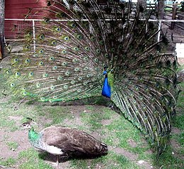 The peacock, on the right, is courting the peahen, on the left. Peacock courting peahen.jpg