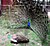 Peacock courting peahen.jpg