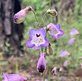 Flower of Penstemon dissectus