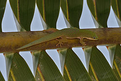 Mjusi-kafiri mchana pwani (Phelsuma dubia)