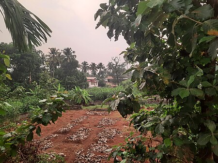 Photo of a banana plantation