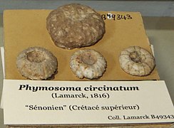 Fossiles de Phymosoma circinatum (Crétacé, Muséum national d'histoire naturelle)