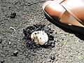 Image 28Agaricus bitorquis mushroom emerging through asphalt concrete in summer (from Mushroom)