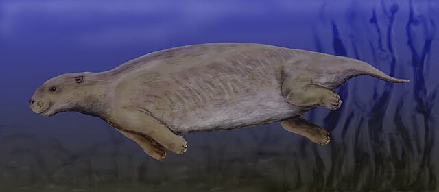 A furry, streamlined mammal swimming through the water with toes visible on each foot, similar to those of an elephant. All limbs are thrust backwards or underneath the animal.