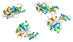 Protein CTSH PDB 1nb3.png
