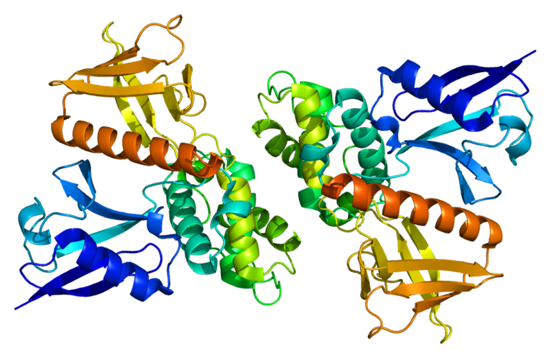 neurofibromin 2 merlin