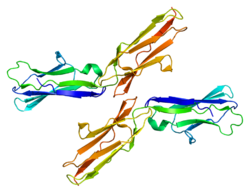 Белок TYRO3 PDB 1rhf.png