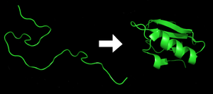 Protein before (left) and after (right) folding Protein folding.png