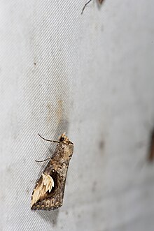 brown Pseudosphetta moorei moth