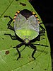 An adult Pycanum rubens on a leaf