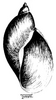 A drawing of a lymnaeid shell