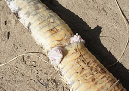 Hémipénis d'un serpent Crotale du Texas (Crotalus atrox).