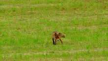 Fitxer:Red fox (Vulpes vulpes) looking for a mouse.webm