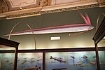 Regalecus glesne, Национальный музей истории Вены (в контексте) .jpg