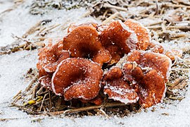 Chapeaux roux foncé, sous la neige (Pays-Bas).