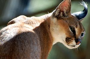 Caracal