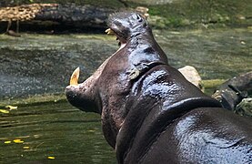 Pygmy hippopotamus