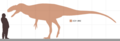 Sinotyrannus size