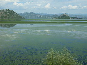 Скадарское озеро в 2006 году