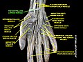 Flexor pollicis longus muscle