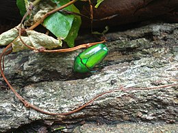 Chlorocala africana africana