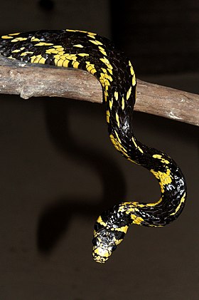 Caninana no Museu de Zoologia da UFV