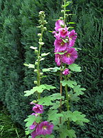 Hollyhock. Photo by MJJR.