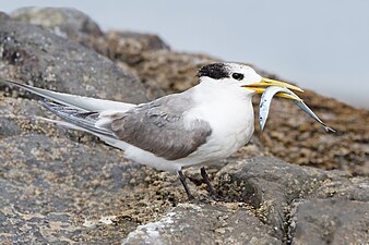 Non-breeding plumage