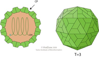 Schemazeichnung eines Virions der Familie Tombusviridae. Querschnitt und Seitenansicht. Lineares (+)ssRNA-Genom.