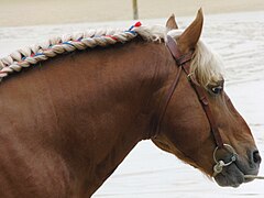 Étalon du Haras national de Cluny, profil droit, 2011.