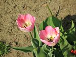 Tulipa florenskyi