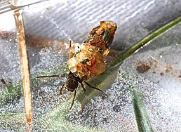 Личинка Neophylax mitchelli (США)