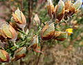 I fiori gialli del ginestrone hanno tipica corolla papilionacea; il calice è presente (molto evidente in questi boccioli)