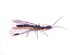 Miniatura para Inocelliidae