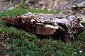 Das ist derselbe Pilz wie oben auf Nr. 8, von unten ist er hellbraun. Wulstiger Lackporling (?)